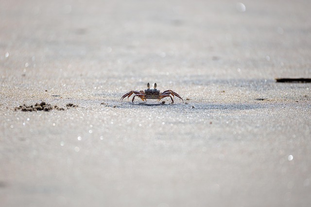 Cangrejo en la playa